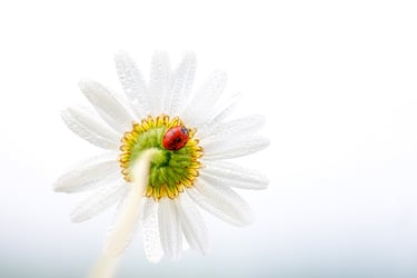 a ladybug ladybug ladybug ladybug ladybug