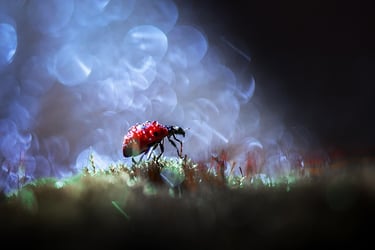 a lady buggy buggy buggy buggy buggy buggy buggy