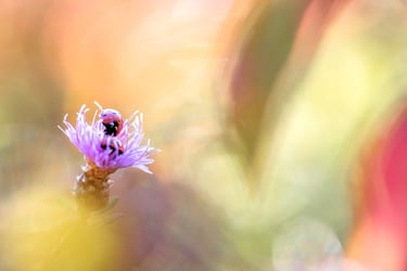 a lady buggy buggy buggy buggy buggy buggy buggy