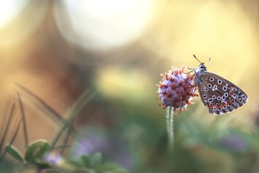 a butterfly butterfly on a flower with a blurry background