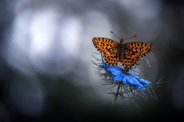 a butterfly butterfly on a flower with a blurry background