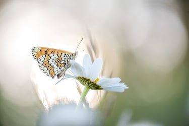 a butterfly butterfly on a flower in a field