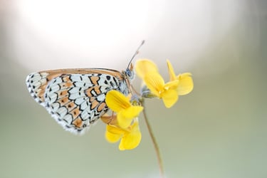 a butterfly butterfly on a flower with a blurry background