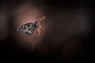 a butterfly butterfly on a plant with a dark background