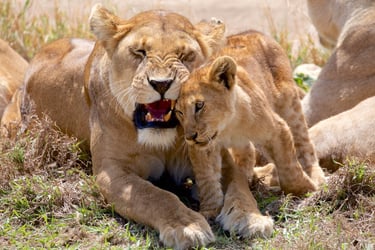 Four Seasons Serengeti Tanzania lion & cub