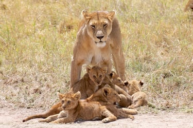 Four Seasons Serengeti Tanzania lion & cubs