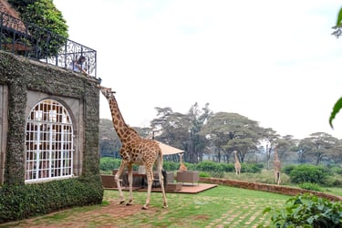 Giraffe Manor Kenya giraffe feeding