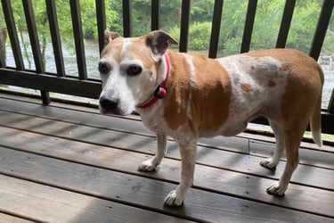 a dog standing on a deck