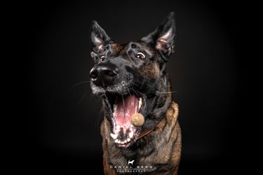 chien berger malinois attrapant des friandise au vol friandog's treats
