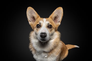 portrait de chien corgi attendrissant adorable friandog's treats