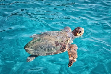 Turtle Spotting In Kalamaki Beach - Villa Olga is only 2 km away from Zakynthos Marine Park
