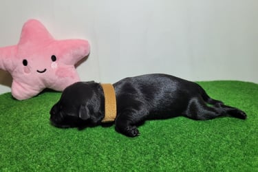 Femelle Schnauzer