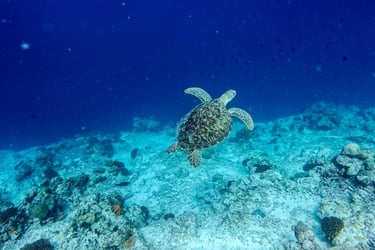 Hurawalhi Maldives house reef snorkelling