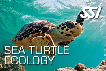 a turtle turtle turtle turtle turtle turtle turtle turtle turtle turtle turtle turtle turtle turtle turtle