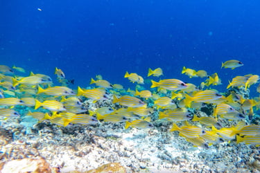 COMO Cocoa Island Maldives house reef snorkelling