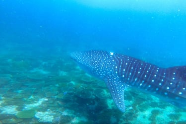 LUX South Ari Atoll Maldives snorkeling whale shark