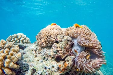 Ozen Life Maadhoo Maldives snorkelling