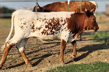 Miniature longhorn heifer calf in Venus, TX