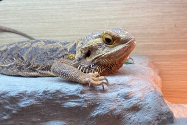 Two lizards are sitting on a rock formation