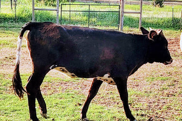 MIniature longhorn heifer for show
