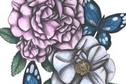 Hand-drawn floral illustrations featuring pink and light blue roses surrounded by their leaves and by blue butterflies 