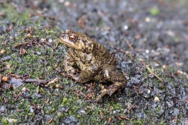 Informal citizen science - project partner