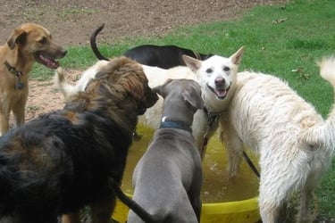 Dogs playing outside at dog daycare