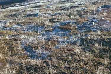 Image from the permafrost ground in Abisko