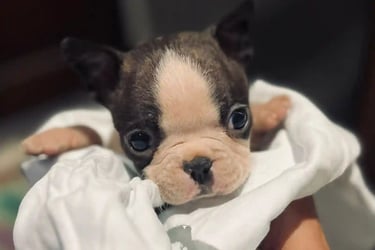 Cria de boston terrier blanco y negro a dias de nacido envuelto en una manta - De los Kirista