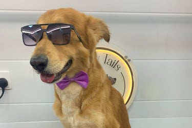 a dog wearing sunglasses and a bow tie, groomed with fluffy tails