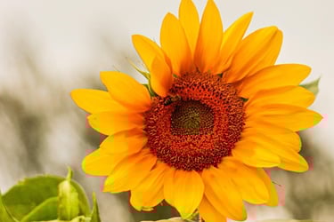 a sunflower with a bee on it