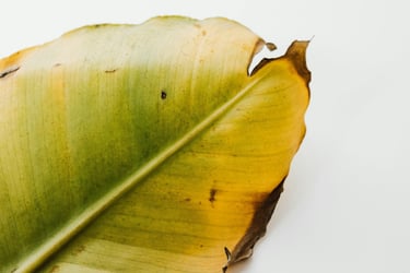 Yellow leaf