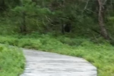 a wooden boardwalk