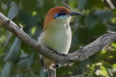 Russet-crowned Motmot resting on a branch – iconic bird of Central America with racket-shaped tail