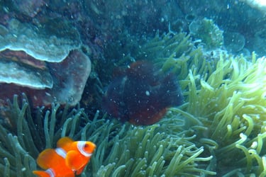 creatures of Bunaken Island Marine Park, North Sulawesi, Indonesia