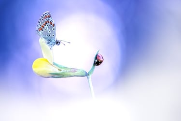 a butterfly on a flower with a ladybug on it