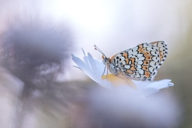 a butterfly butterfly on a flower with a blurry background