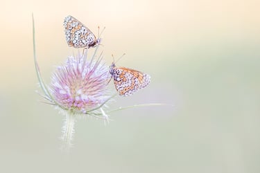 three butterflies on a flower with a blurry background
