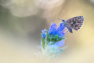 a butterfly on a flower with a blurry background
