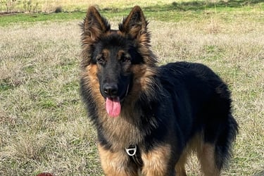 séance d’ecole du chiot en petit groupe chez activ canin à gironde