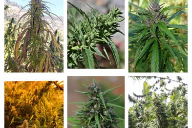 Collage of Landrace Strains from the Point of Origin