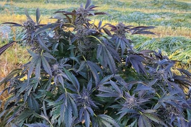 Example of a Modern Hybrid strain