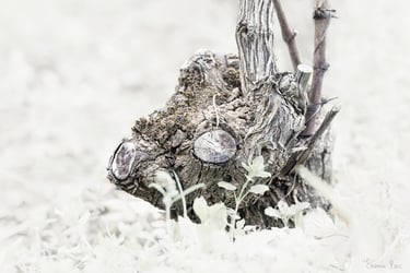 Bois ancien de vigne, figure rappelant une petit cerf.