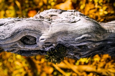 Vieille vigne horizontale aux veines marquées, photographie d’art.