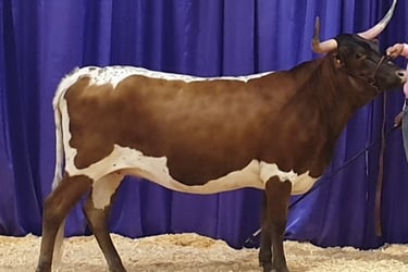 Show winning Miniature Longhorn cow