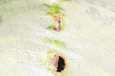 Holes in houseplant leaf