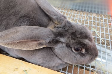 Parsley the mom.