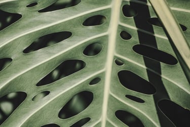Mature Monstera leaf with holes