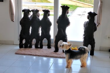 Schnauzers nains noirs voyant un chat!