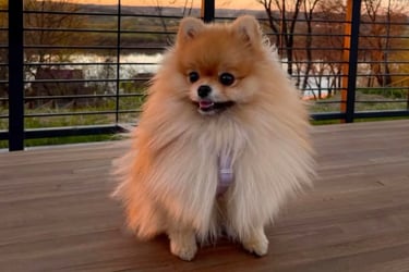 pomerania en buenos aires